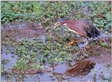 Green Heron on the hunt