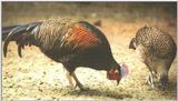 Green Junglefowl