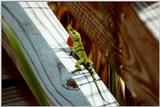 Anole - Barnwell State Park, SC - anole01.jpg