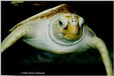 Green Sea Turtle