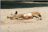 I'm really productive at the moment :-) Here's another Zebra foal - and 6 new on my web site