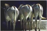 Zebra's