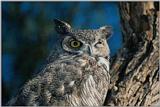 Grey-Owl