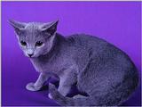 Cats Tuesday