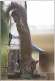 Squirrel feeding on Squirrel-proof feeder - Squirrel17.jpg