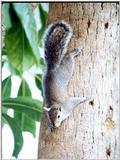 Squirrels and more squirrels - Squirrel 11.jpg (0/1)