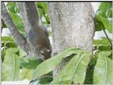 Squirrels and more squirrels - Squirrell 5.jpg (1/1)