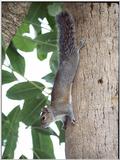 Squirrels and more squirrels - Squirrel 6.jpg (1/1)