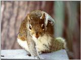 Squirrels and more squirrels - Squirrel 7.jpg (1/1)