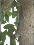 Squirrels and more squirrels - squirrel 9.jpg (1/1)