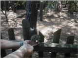 Hand fed squirrel