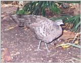 Gray Peacock Pheasant - Polyplectron bicalcaratum