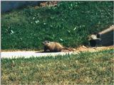 Young Ground Hog