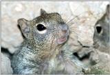 Baby Squirrel