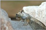 Baby Squirrel