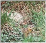 Brookfield Zoo pics - ground squirrel