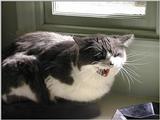 Grrrrrrrr