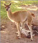 Looking through some old animal photos - young Guanaco in the Zoo of Copenhagen, Denmark