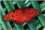 Gulf Fritillary File 1 of 2 - Fritil1.jpg (0/1)