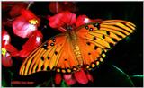 Gulf Fritillary File 2 of 2 - Fritil2.jpg (1/1)