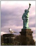 Sea Gulls File 2 of 4 - Gull Liberty.jpg (1/1)