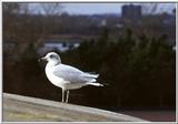 Sea Gulls File 3 of 4 - Gull NY1.jpg (1/1)