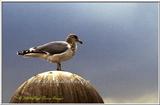 Sea Gulls File 4 of 4 - Gull NY2.jpg (1/1)