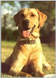 Yellow Labrador Retrievers per Request (0/2)