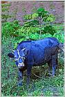 HNC-animal15-KoreanCow.jpg