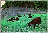 HNC-animal16-KoreanBlackGoatsHerd.jpg