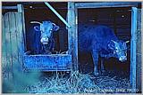 HNC-tradit15-2KoreanCows.jpg