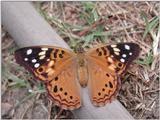 Hackberry Butterfly