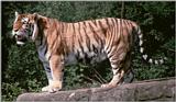 Hagenbeck Zoo Tiger Gang continued - Daddy Tiger posing for the camera