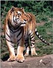 More Hagenbeck Zoo: Another Daddy Tiger portrait
