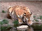 Hagenbeck Zoo - More tigers - Daddy having a drink