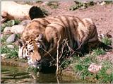 Hagenbeck Zoo - Tigers, what else? - One of the kids at the bar