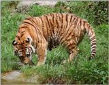 ...Old negatives, new scans - Duisburg Zoo - Bengal tiger having a drink - Bengal tiger (Panthera t