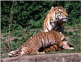 Hagenbeck Zoo again - Yes, I've got more tigers :-) - Daddy and the kids