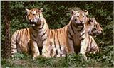 Hagenbeck Zoo - got my Tiger pics back - let me introduce you to the gang