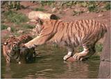 Hagenbeck Tiger waterplay pictures - the young ones again
