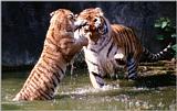 Hagenbeck Zoo - More wet tigers anyone? Dad and daughter at play