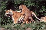 Hagenbeck Zoo - More Tiger Tails - Kitty climbing Daddy