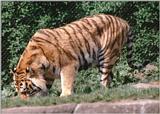 Hagenbeck Zoo - Daddy Tiger again - what is he searching for?