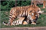 Hagenbeck Zoo - sorry, still more tigers :-) - the young lady walking across daddy