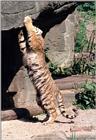 And some more tiger tails - Kitty doing the stretch