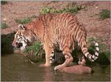 More Hagenbeck Zoo water cat - the little princess, not looking too happy