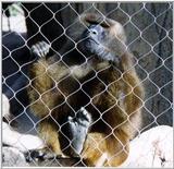 gibbon (I think) at fence