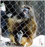 gibbon fence 2