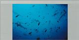 Hammerheads in Cocos Island