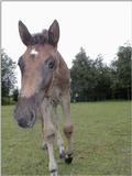 the foal of Hanna